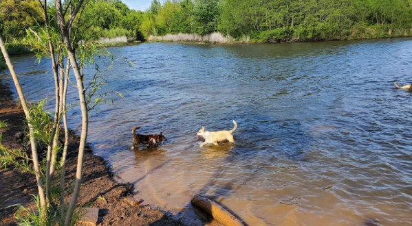 The Toxic Blue-Green Algae Responsible For Killing Dogs Around The U.S. Has Been Found In Oklahoma