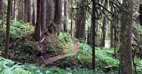 Sol Duc Falls Nature Trail Is A Beginner-Friendly Waterfall Trail In Washington That's Great For A Family Hike