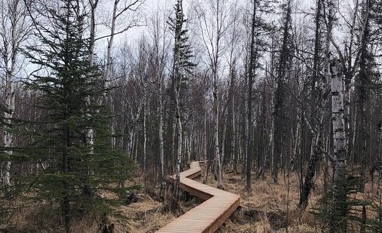 Explore The Boardwalks At Wasilla Creek Wetlands In Alaska For A Unique Outing