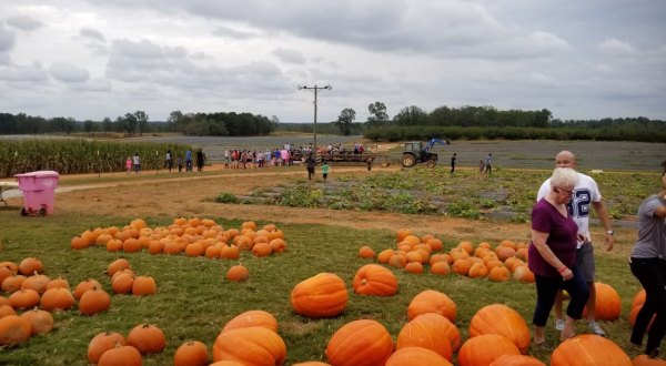 Pick Your Own Pumpkins At Southern Belle Farm, A Gigantic 330-Acre Farm In Georgia