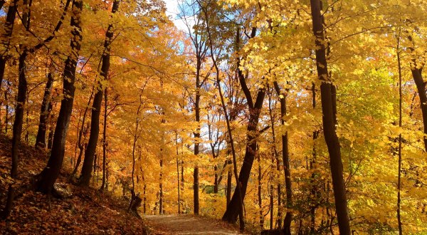 Surround Yourself With Fall Foliage On Frick Park Loop Trail, An Easy 4.9-Mile Hike In Pittsburgh