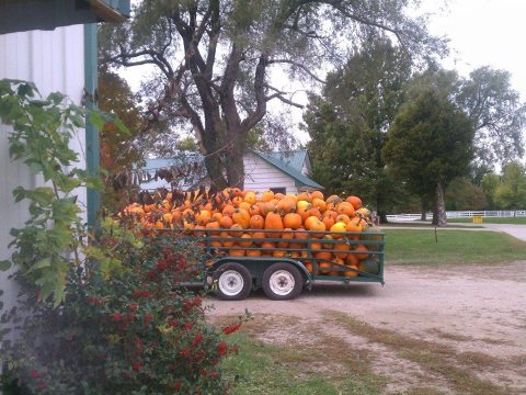You Could Spend Hours In The 40-Acre Pumpkin Patch At Johnson Farms In Missouri