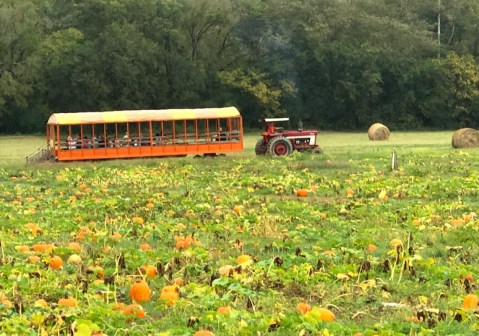 Choose From Over 25 Acres Of Pumpkins At The Charming Riverbend Farm In North Carolina