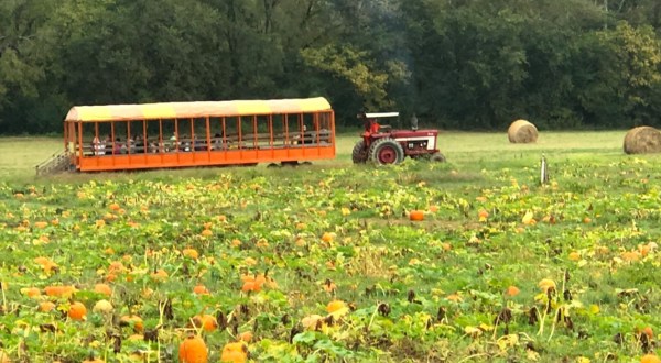 Choose From Over 25 Acres Of Pumpkins At The Charming Riverbend Farm In North Carolina