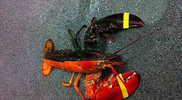 A Rare Lobster That’s One In 50 Million Was Just Pulled Out Of The Sea In Maine