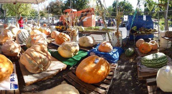The Northern California Town Of Elk Grove Transforms Into A Pumpkin Wonderland Each Year