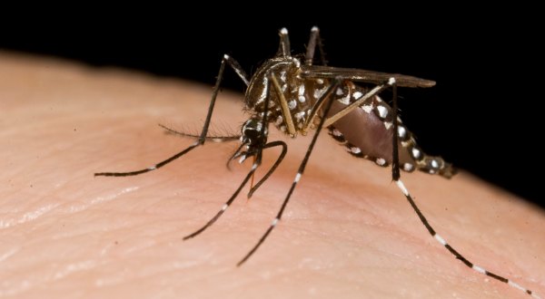 A Record Number Of West Nile Virus Cases Leave 7 Dead In Arizona
