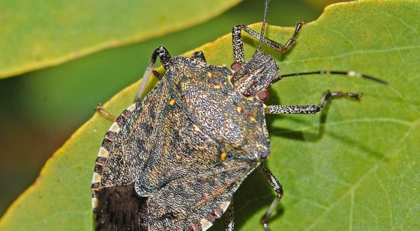 Stink Bugs Are Starting To Invade Kentucky Homes As Cooler Weather Approaches
