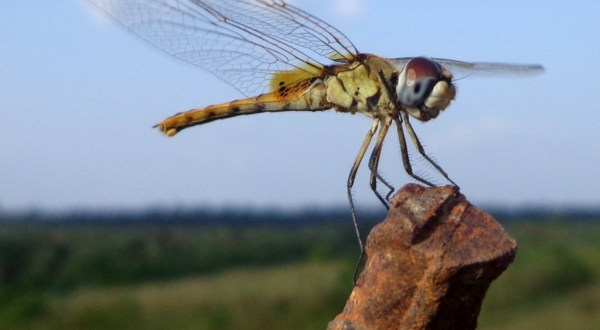 A Massive Swarm Of Dragonflies Is Hovering Over Ohio And It Could Bring Good Luck