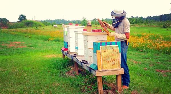 The Arkansas Honey Festival Is A Sweet Way To Celebrate Fall