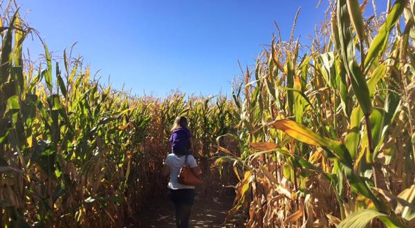 Get Lost In A 10-Acre Corn Maze At Wild Adventure Corn Maze In Idaho This Autumn