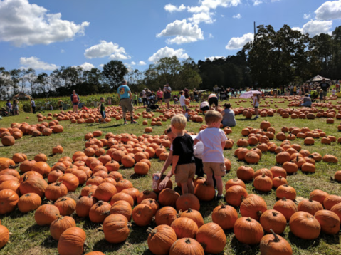 Pick Your Own Pumpkins At Mrs. Heather's Pumpkin Patch In Louisiana This Fall