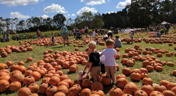 Pick Your Own Pumpkins At Mrs. Heather’s Pumpkin Patch In Louisiana This Fall