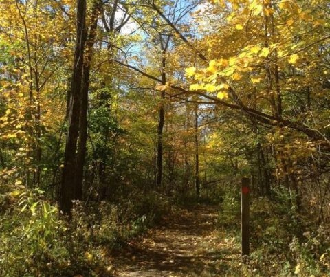 Surround Yourself With Fall Foliage On The Osage Orange Tunnel Trail, An Easy 1-Mile Hike In Ohio