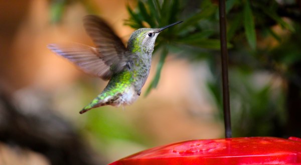 Thousands Of Hummingbirds Are Headed Straight For Colorado This Fall