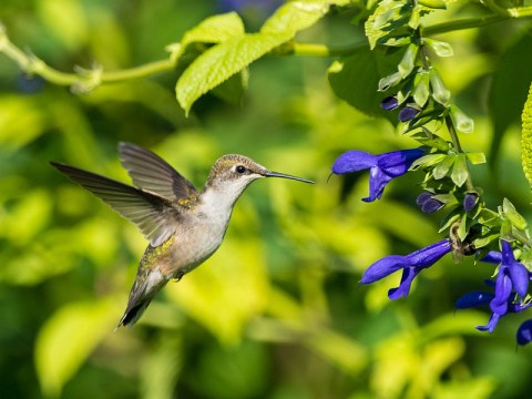 Thousands Of Hummingbirds Are Headed Straight For Texas This Fall