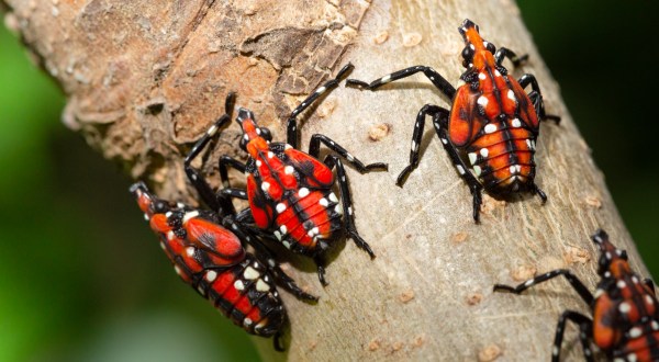 An Onslaught Of Lanternflies Is Taking Over Pennsylvania And Here’s What You Need To Know