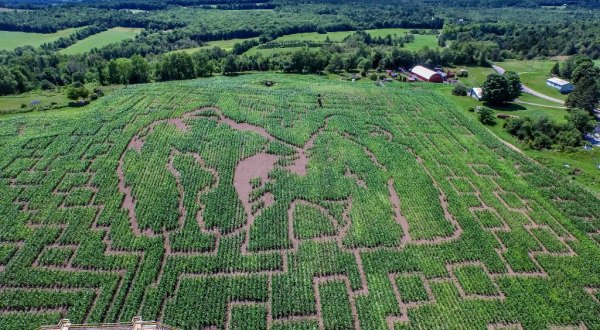 The Great Vermont Maze Is The Largest Corn Maze In New England