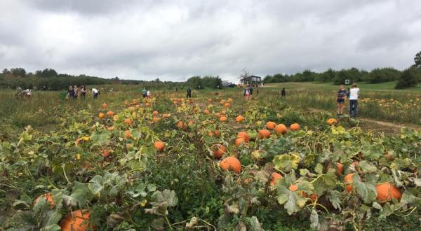 You Could Spend Hours In The 35-Acre Pumpkin Patch At Mack’s Apples In New Hampshire