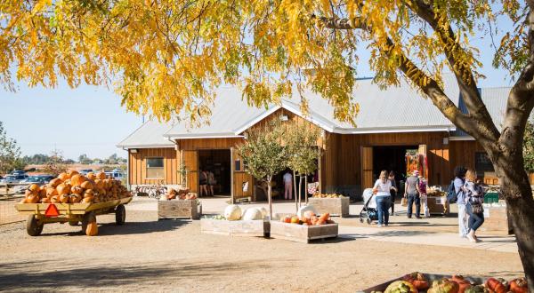 You Could Spend Hours In The 90-Acre Pumpkin Patch At Bishop’s Farm In Northern California