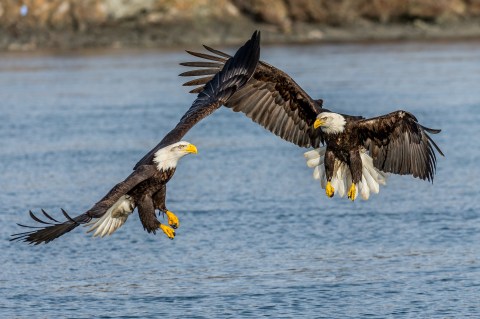 Ogle At 4,000 Majestic Eagles At Haines' Annual Bald Eagle Festival This Fall