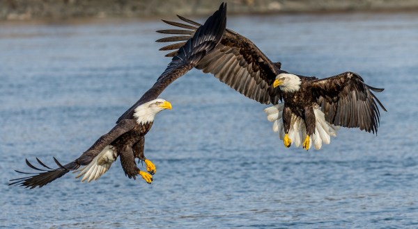 Ogle At 4,000 Majestic Eagles At Haines’ Annual Bald Eagle Festival This Fall