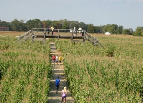 Get Lost In An Award Winning Ohio Corn Maze That's Also A Puzzle At Tom's Maze And Pumpkin Farm This Season