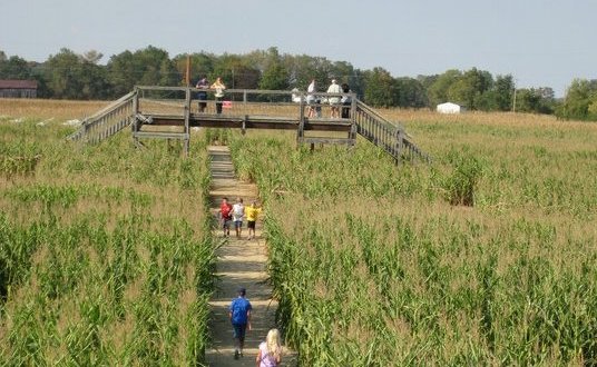 Get Lost In An Award Winning Ohio Corn Maze That’s Also A Puzzle At Tom’s Maze And Pumpkin Farm This Season