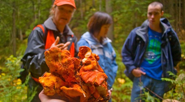 Pick Your Own Mushrooms At Fort Stevens State Park In Oregon