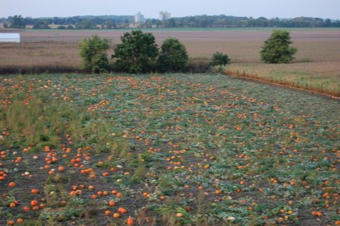 Choose From Over 40 Acres Of Pumpkins At The Charming Lehner's Pumpkin Farm In Ohio