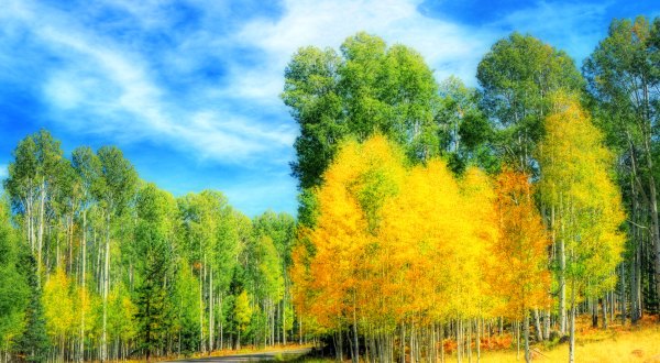 Here’s When Fall Foliage Will Peak This Year In Arizona And The Best Places To See It