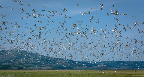 Spot Hundreds Of Sandhill Cranes In Idaho This Fall At Grays Lake National Wildlife Refuge