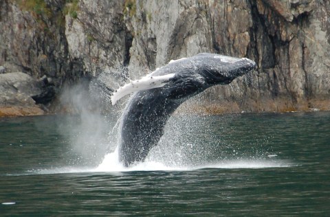 Hang With Humpback Whales During Their Annual Migration In Alaska This Autumn