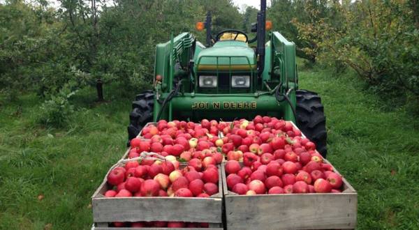 Pick Your Fill Of Apples At Hoversten Orchard In South Dakota