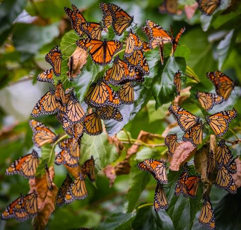Wendy Park In Cleveland Becomes A Butterfly Forest Each Fall