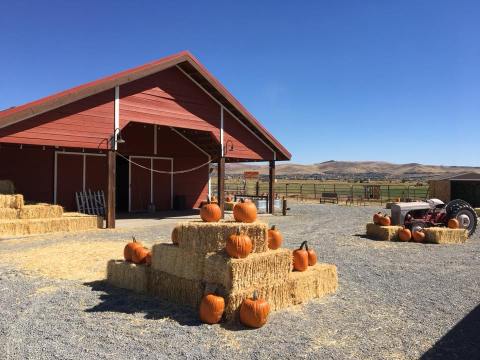 You Could Spend Hours In The Pumpkin Patch At The 100-Acre Andelin Farm In Nevada