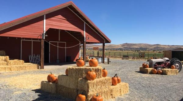You Could Spend Hours In The Pumpkin Patch At The 100-Acre Andelin Farm In Nevada