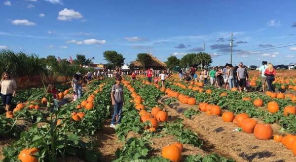 Choose From Over 80-Acres Of Pumpkins At The Charming Bedner’s Farm Fresh Market In Florida