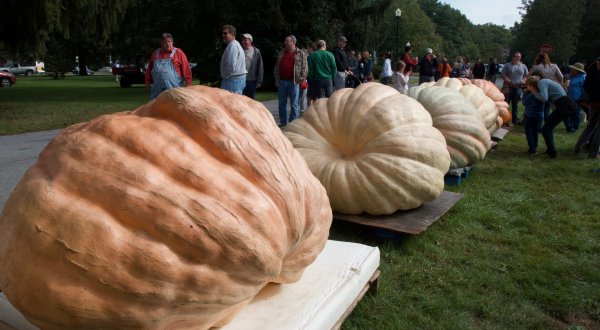 The 1,000-Pound Pumpkins At The Saratoga Giant Pumpkinfest In New York Will Make You Stop And Look Twice