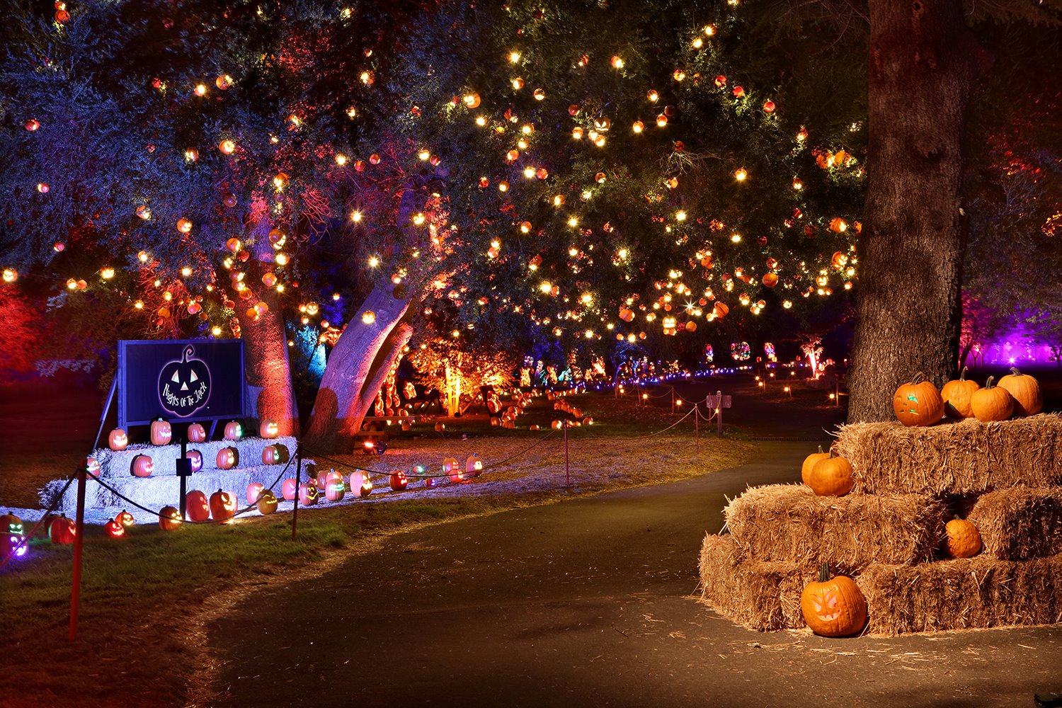 Nights Of The Jack Is A Glowing Pumpkin Trail In Southern California