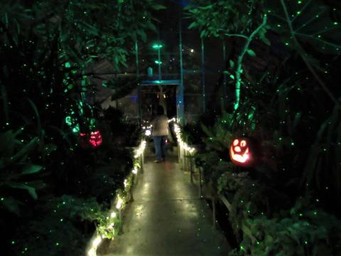 Follow The Glowing Pumpkin Path At The Fall Flicker Event At Kingwood Center Gardens In Ohio