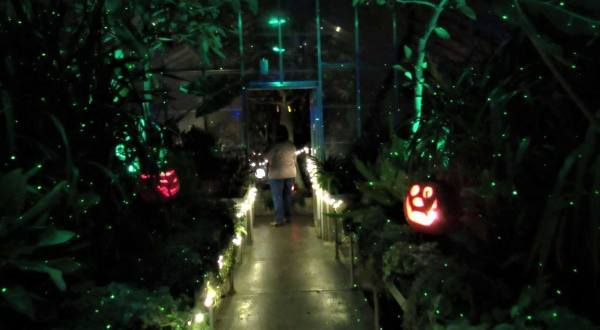 Follow The Glowing Pumpkin Path At The Fall Flicker Event At Kingwood Center Gardens In Ohio