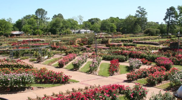 See 38,000 Beautiful Flowers In Bloom At The Texas Rose Festival
