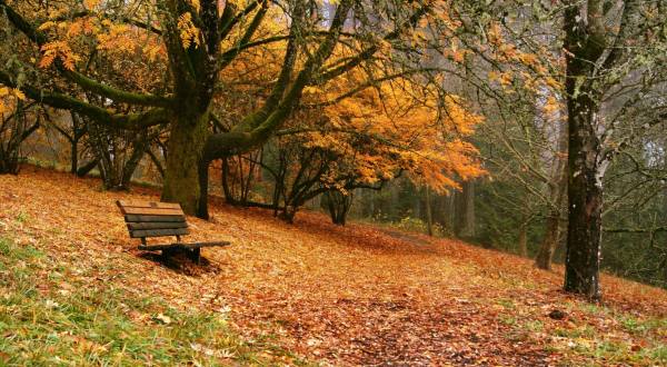 Fall Is Here And Hoyt Arboretum Is A Beautiful Place To See The Changing Leaves In Oregon