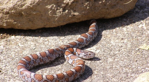 Venomous Snakebites Have Hit An All-Time High In Georgia This Year