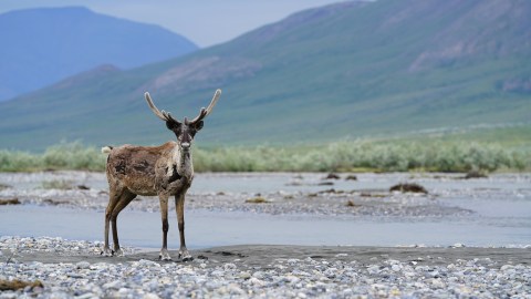 The Arctic Wildlife Refuge In Alaska Is America's Serengeti And Is Truly Something To Marvel Over