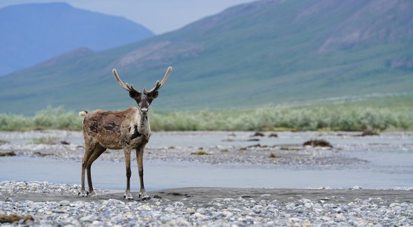 The Arctic Wildlife Refuge In Alaska Is America’s Serengeti And Is Truly Something To Marvel Over