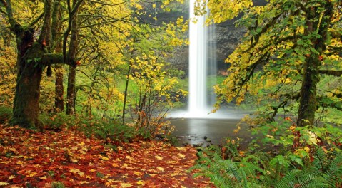 The Most Beautiful Fall Foliage Hands-Down Is At Oregon's Silver Falls State Park