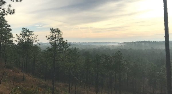 The Treetop Views From The Backbone Trail In Louisiana Are Absolutely Mesmerizing