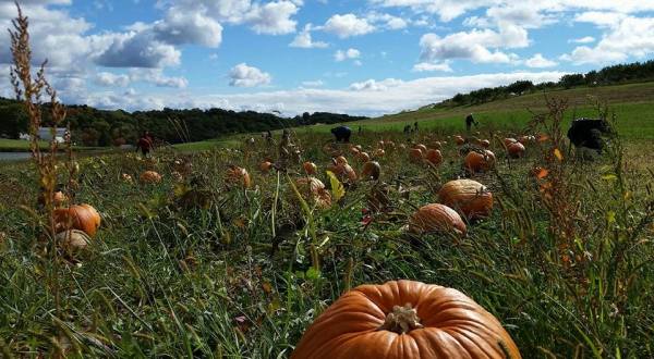 You Could Spend Hours In The 10-Acre Pumpkin Patch At Shenot Farm Near Pittsburgh